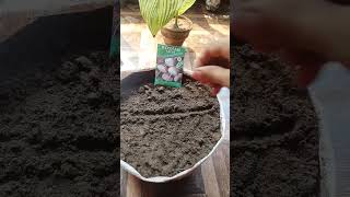 new way turnip shaljam grow from seed#short youtube#