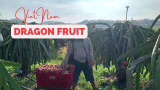 Binh Thuan Dragon Fruit: Planting, Care, and Tips for High Yields