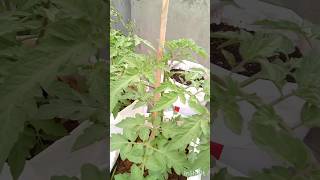 கத்திரிக்காய், மிளகாய், தக்காளி, eggplant, chilli plant, tomato plant, spinach #Terrace Garden Tour