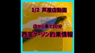 1/2動画　西宮ケーソンの新年初釣果情報　フィッシングマックス芦屋店