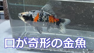 口が曲がった金魚を3ヶ月飼育した結果…驚きの変化が！！