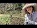 【ミニトマトの割れに雨よけハウス】なでしこ自然農園です。家庭菜園のミニトマトの割れに使ってみませんか？