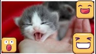 kitten meowing - cats meowing - cute kittens meowing - cat meowing video - kitten meowing videos