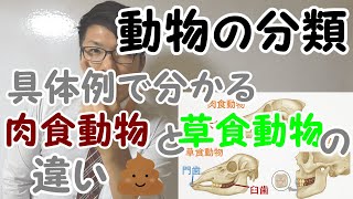 【中学理科】草食動物と肉食動物～具体例で実感できる～ 2-12【中２理科】