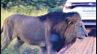 Huge Male Lion Comes Out!! He is MASSIVE! Kruger National Park! South Africa Today! #lion #lions