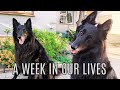 LIFE with 2 BELGIAN Sheepdogs: GROENENDAELS