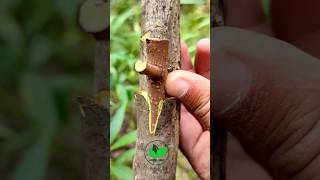 Amazing grafting techniques persimmon plants satisfying #relaxing #budding #agriculture #tree