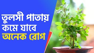 রোজ তুলসী পাতা খেলে কি কি উপকারিতা পাবেন | Tulsi Patar Upokarita Bangla