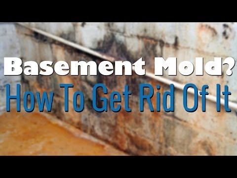 How do I get rid of mold in my basement?