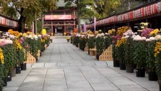 笠間の菊まつり 2013年 【笠間稲荷神社】Chrysanthemum Festival