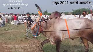 नवनाथ भोसले महुद #bull #cow #khillar #khillarpremi #naadkhula #खिल्लार #नादखुळा #khillarbull