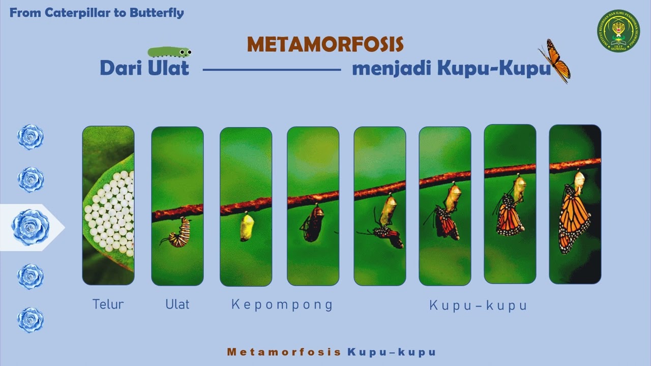 Tugas Metamorfosis Kupu Kupu - YouTube