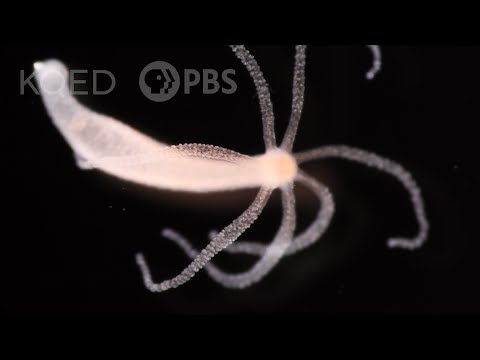 What is a real hydra?