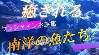 【癒される】南洋の魚たち　サンシャイン水族館