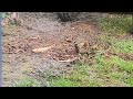 robin red breast in the ants nest. it s called anting.