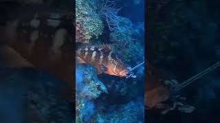 Grouper eats lion fish