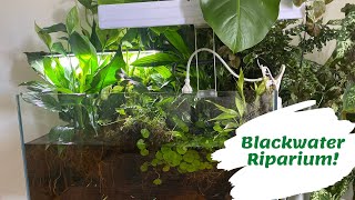 150L Blackwater Riparium !