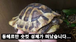 동헤르만 육지거북 수컷 성체가 좋은곳으로 갔습니다.[옥탑방거북이]