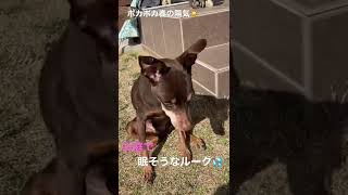 ポカポカ日向ぼっこミニピン🐕15歳ルーク