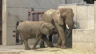 アフリカゾウの『リカ』『媛』『砥愛』 (愛媛県立とべ動物園) 2018年3月25日