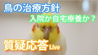 鳥の治療方針 入院か自宅療養か？【質疑応答ライブ】