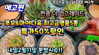 [예고편]쪼꼬최고급명품5종 내일오전9시를 기대해주세요 간츠 스프레드마리아 말간군생 신품종라팔마 투모로우succulents  plant 多肉植物