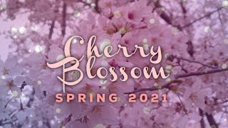 Cherry Blossom Full Bloom 2021 - 桜 満開