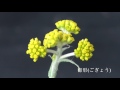 春の七草（はるのななくさ）源氏物語の草木を栽培するm.a.c garden