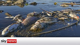 Mystery over mass fish die-off in Europe