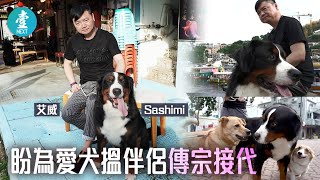 伯恩山犬壽命短 艾威盼為愛犬Sashimi搵伴侶傳宗接代：生出嚟叫Sushi、Wasabi  #壹仔娛樂－壹週刊 Next 原刊日期：20191110