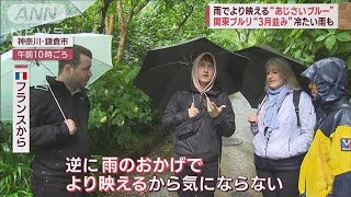 雨でより映える“あじさいブルー”関東ブルリ3月並み 冷たい雨も外国人客は半ズボン(2023年5月23日)