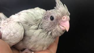 オカメインコ WFドミナントシルバー ヒナ 手乗り LOVEBIRDFUKUOKA(ラブバードフクオカ) 2019.7.29