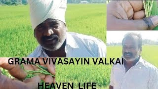 GRAMATHU VIVASAYIN VALKAI || கிராமத்தில் விவசாயம்|| Happy life of village ||