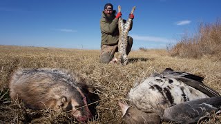 I Trapped a Bobcat and a Badger!!! (Plus Goose Hunting)