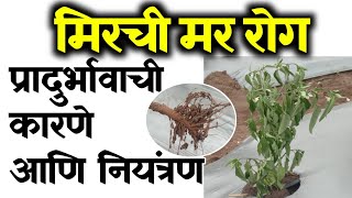 Mirchi mulkhuj | मिरची मर रोग | मिरची वाळणे कारणे व उपाय | मिरची वरील मुळकुज रोगाचे नियंत्रण