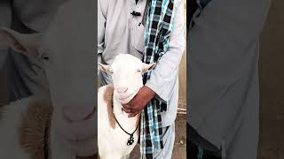 Imran goat farm visit #viralvideo #makhicheenibreedgoats