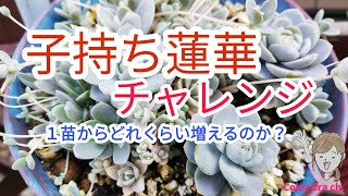 【多肉植物】子持ち蓮華チャレンジスタート!!　たった一つの苗からどれくらい増えるのか？/Succulent/orostachys/