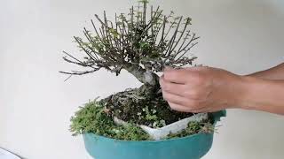 #3 How to make Bonsai, Chinese Holly Bonsai, Philippine Bonsai, How to wire Bonsai