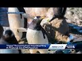 Penguin recovering from wing amputation at Pittsburgh Zoo & PPG Aquarium