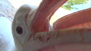 迫るペリカン Cute pelican #15　【Cute animal videos】【のんほいパーク】