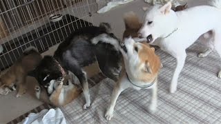 A dad was scolded 3 やりすぎパパに息子ぶち切れ！　☆柴犬☆アズ＆コタ、新ファミリーの日常