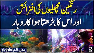 Badal Gaya Karobar EP-26 - Breeding Colorful Fish and Its Business - Aaj News