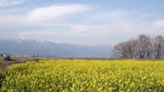 寒咲き菜の花が満開（滋賀県守山市湖岸にて）