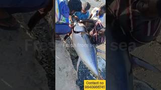 80kg Big Tuna fish|| 80kg கேரை மீன் #fish #bigfish