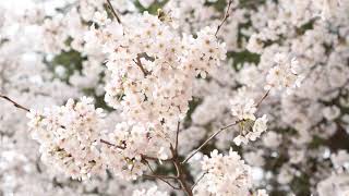 Cherry Blossom, Close Up, Spring