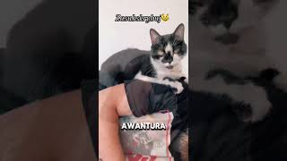 Awantura😈 #cat #shorts #humor