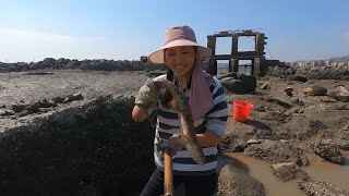 海边暗藏“鲨鱼坑”，渔妹不小心踩到大货尾巴，拽起来一看乐坏了