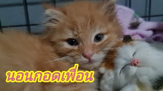 ยายโชคแอบมาเลี้ยงหลานอีกแล้ว เพื่อนหนูน่ารักมั้ย@cats_home