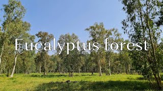 120 minutes ASMR Eucalyptus Forest video for relaxing