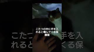 こたつの中に手を入れると噛んでくる保護猫　My cat guardian　in kotatsu #猫　#保護猫　#cat